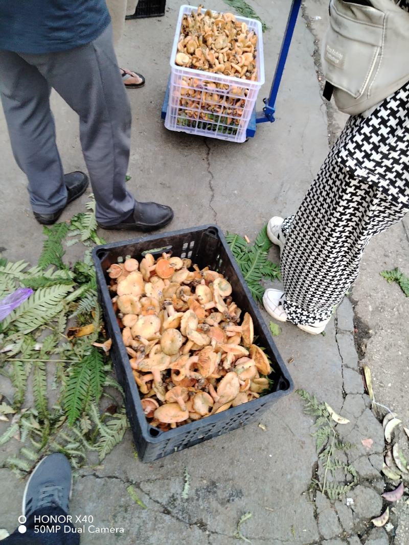 野生菌（紫花菌）鸡枞菌