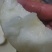 白皇冠梨圆皇梨华山梨