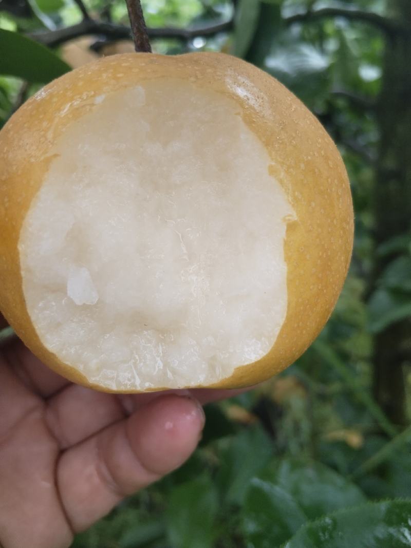 白皇冠梨圆皇梨华山梨