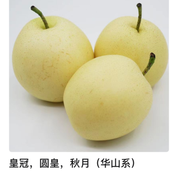 白皇冠梨圆皇梨华山梨