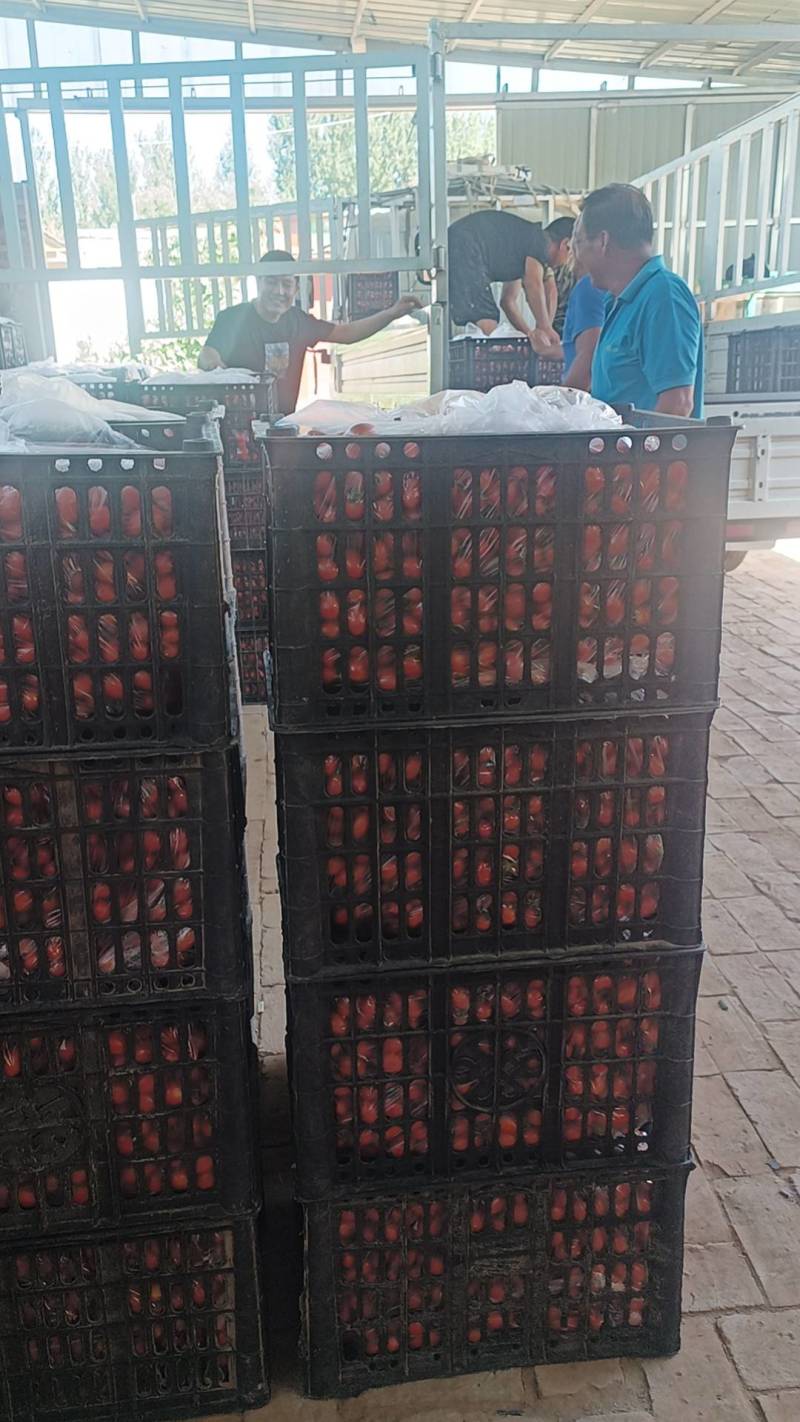 【对接电商】河北精品圣女果货源充足可对接全国客商