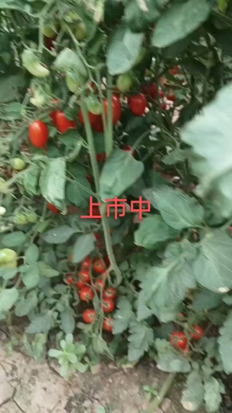 【对接电商】河北精品圣女果货源充足可对接全国客商