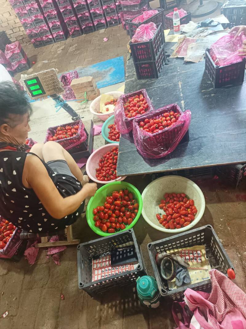 【对接电商】河北精品圣女果货源充足可对接全国客商