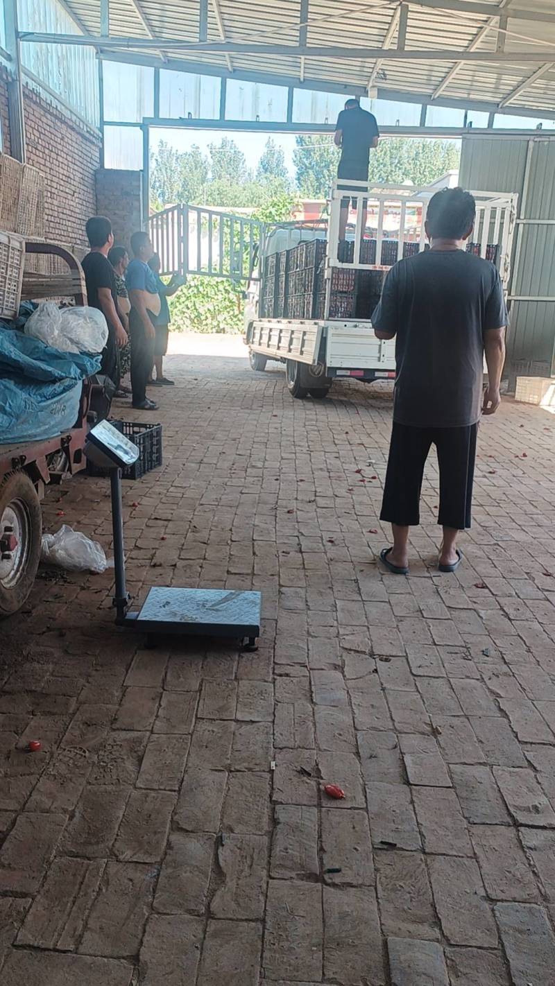 【对接电商】河北精品圣女果货源充足可对接全国客商