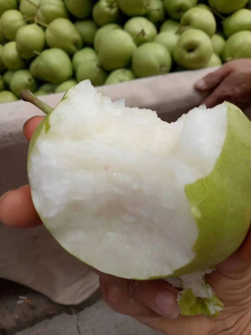 精品酥梨，贡梨产地直发质量保证全国发货