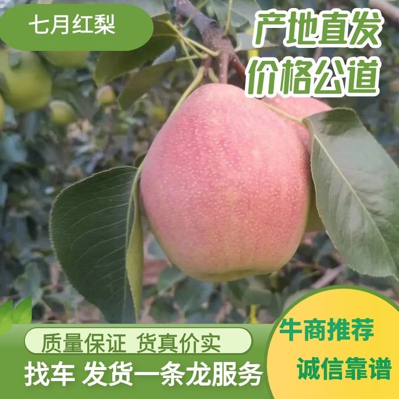 七冃红梨