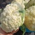 福建漳浦有机菜花散花花菜松花菜一手货源全国发货