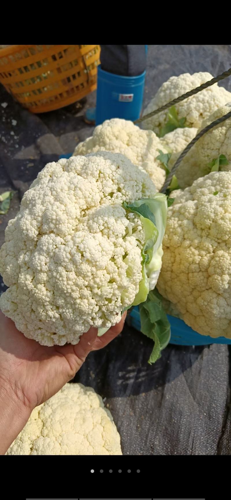 福建漳浦有机菜花散花花菜松花菜一手货源全国发货