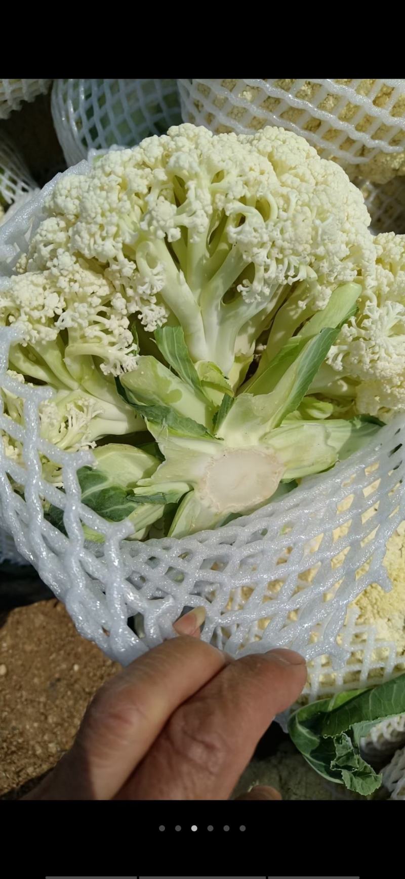 福建漳浦有机菜花散花花菜松花菜一手货源全国发货