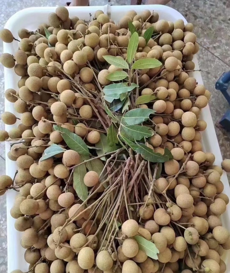 龙眼