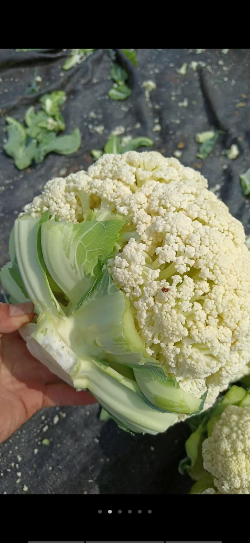 福建漳浦有机菜花散花花菜松花菜一手货源全国发货