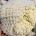 福建漳浦有机菜花散花花菜松花菜一手货源全国发货