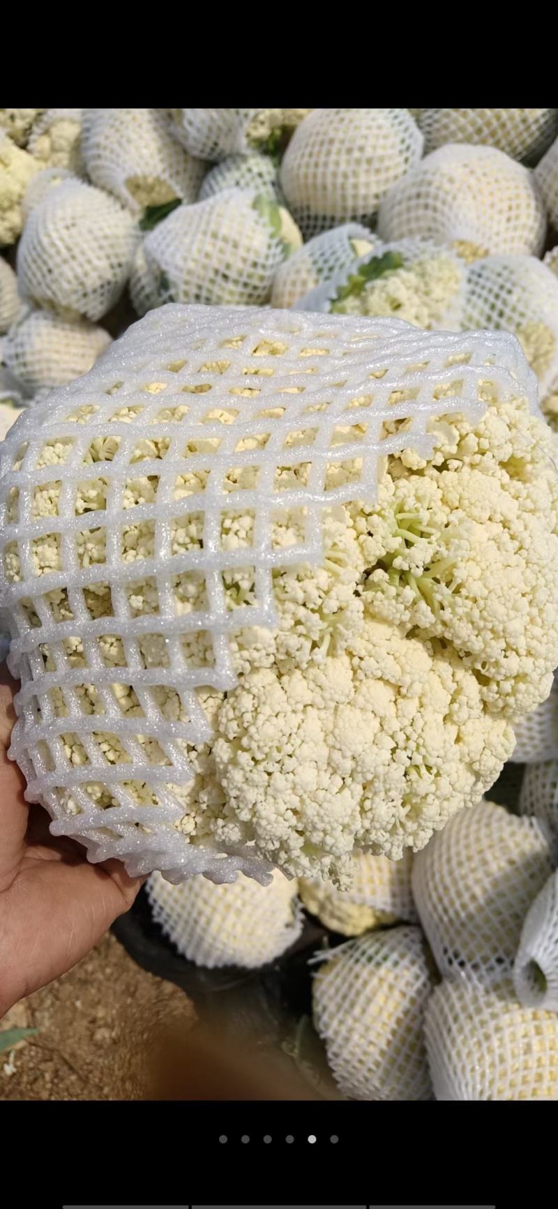 福建漳浦有机菜花散花花菜松花菜一手货源全国发货