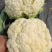 福建漳浦有机菜花散花花菜松花菜一手货源全国发货