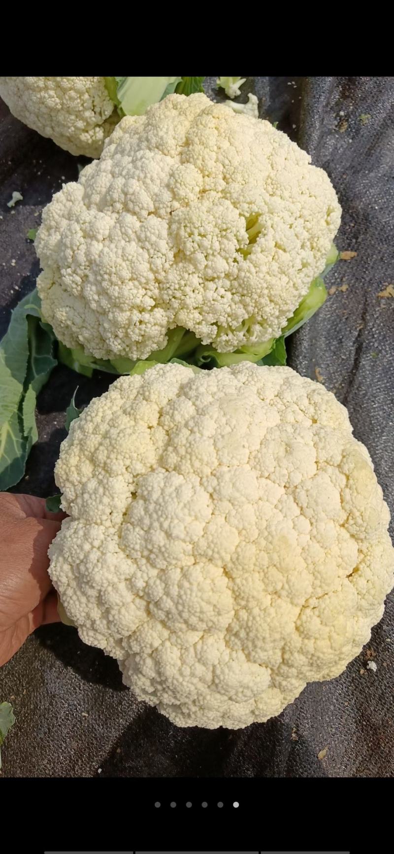 福建漳浦有机菜花散花花菜松花菜一手货源全国发货