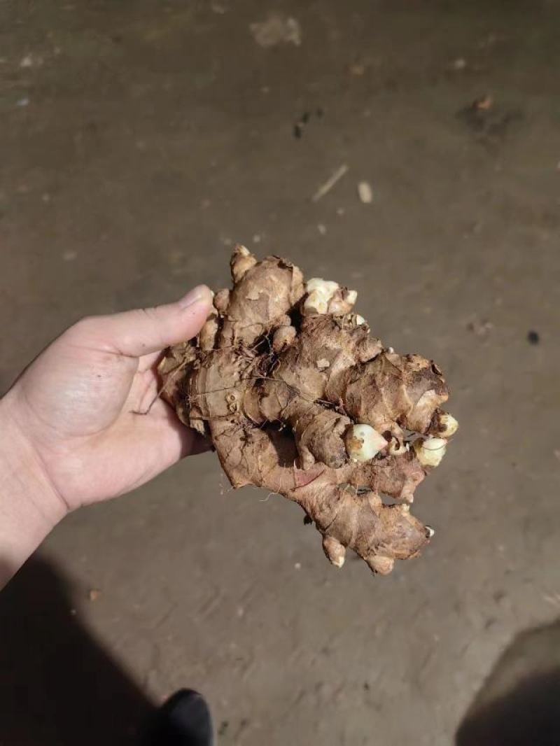 二黄姜种子批发品种齐全提供技术包回收