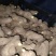 二黄姜种子批发品种齐全提供技术包回收