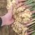 小黄姜种子竹根姜种子繁育产地批发提供技术