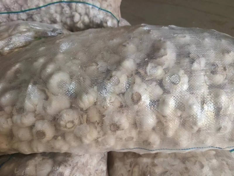山东优质大蒜，大量上市