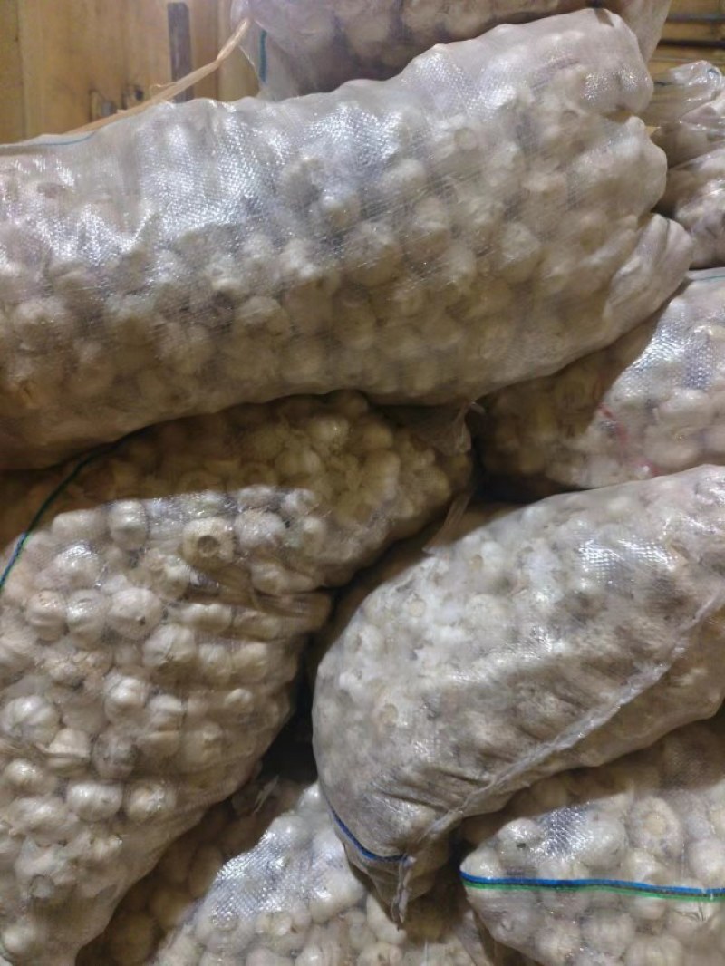 山东优质大蒜，大量上市