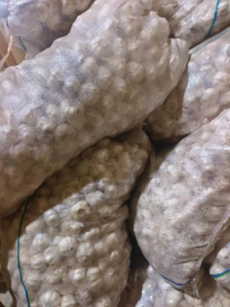 山东优质大蒜，大量上市