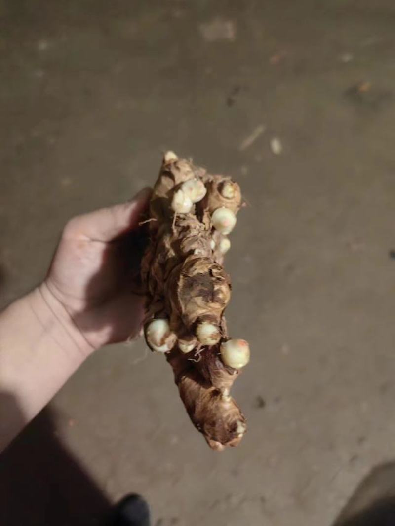 生姜种子批发姜种繁育基地产量高提供技术