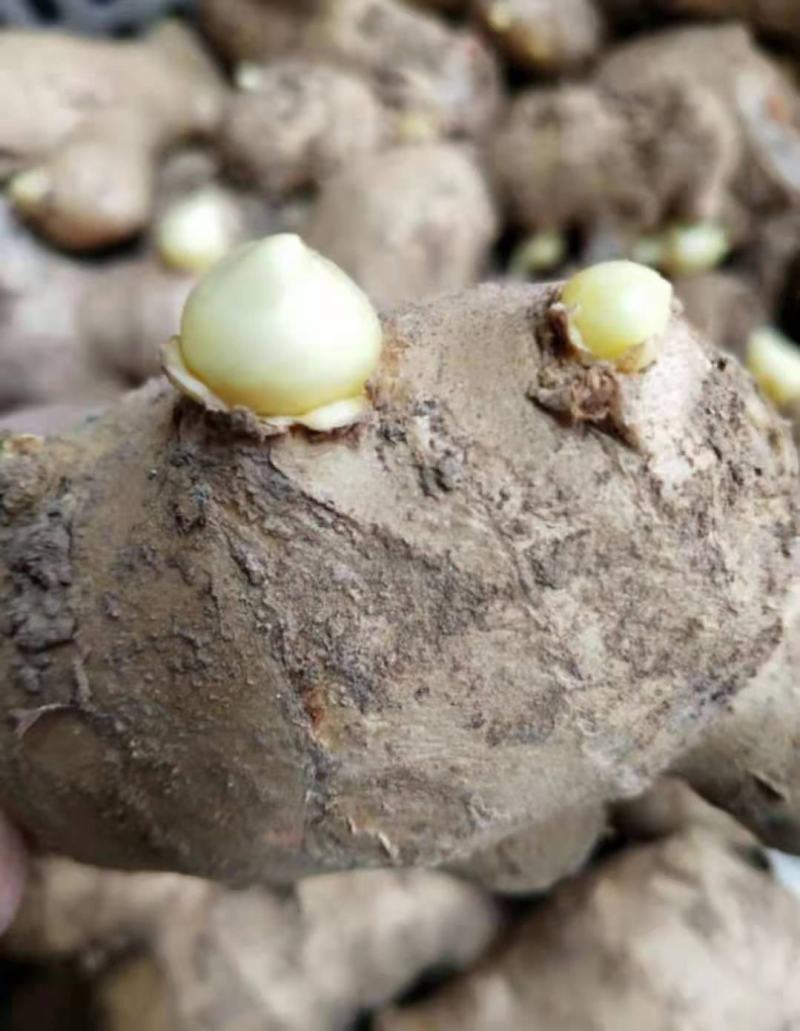 生姜种子批发姜种繁育基地产量高提供技术