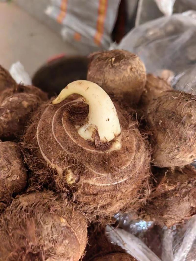 芋头种子批发基地育种品种全口感软糯
