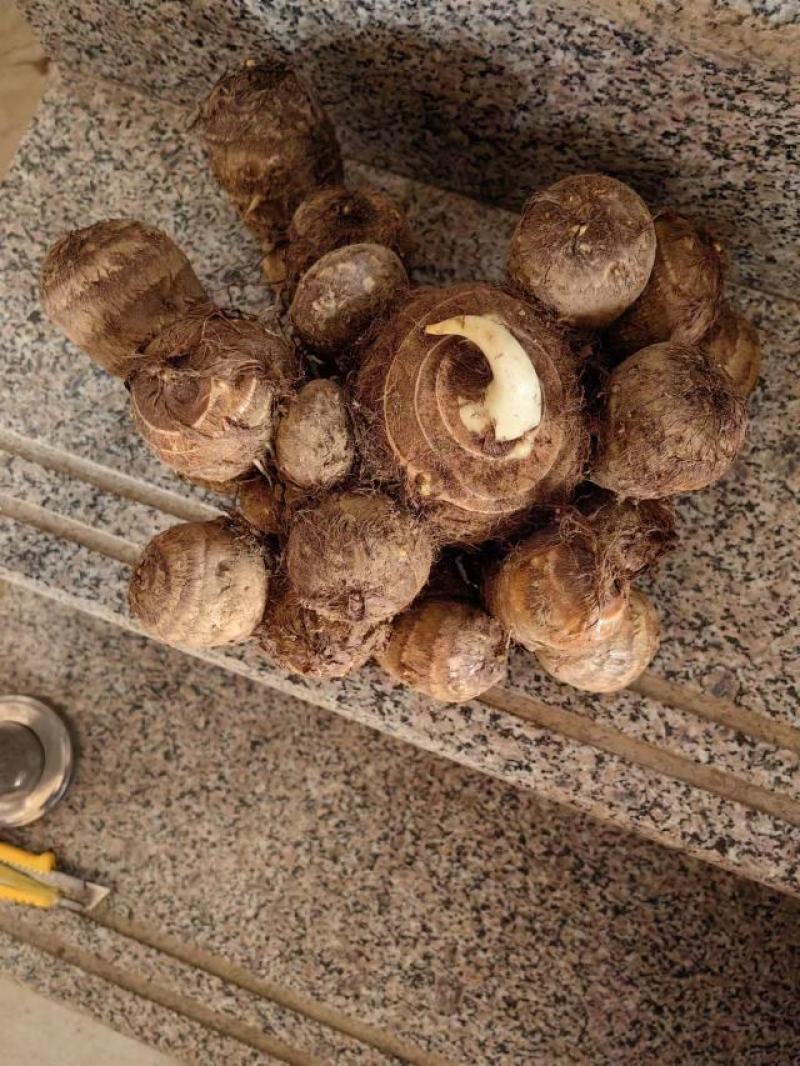 芋头种子批发基地育种品种全口感软糯