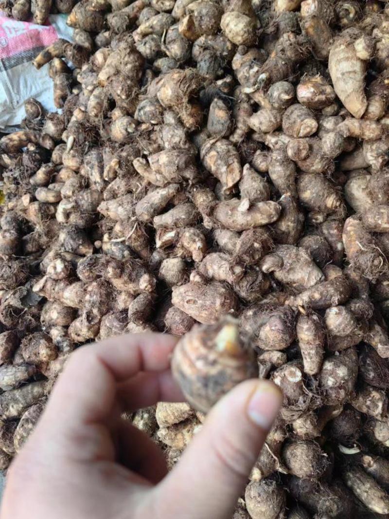 芋头种子批发基地育种品种全口感软糯