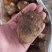 芋头种子批发基地育种品种全口感软糯