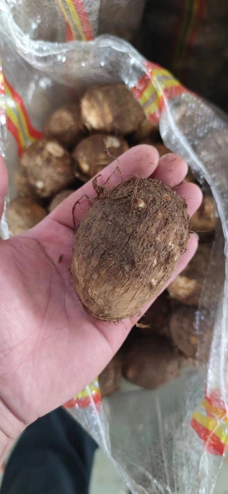 芋头种子批发基地育种品种全口感软糯