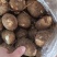 芋头种子批发基地育种品种全口感软糯