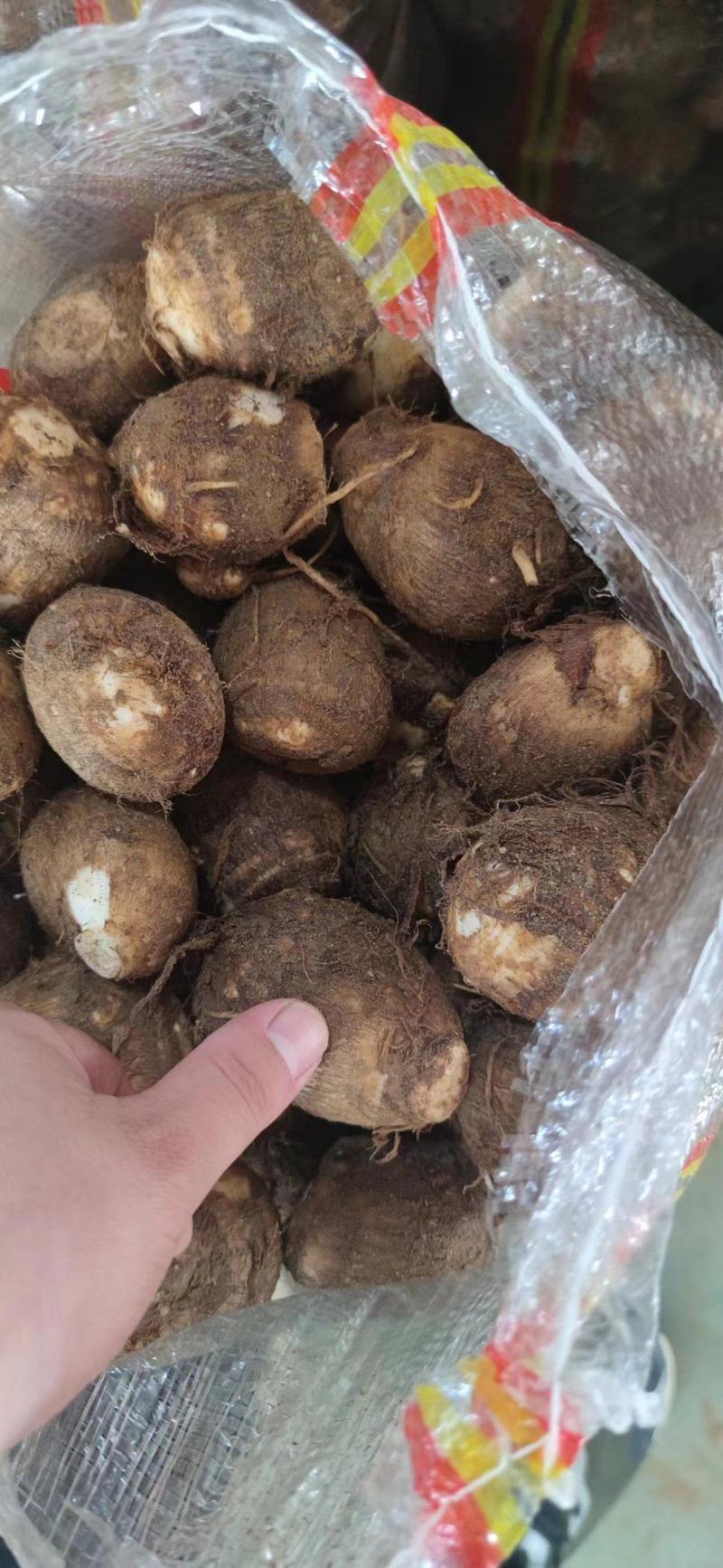 芋头种子批发基地育种品种全口感软糯