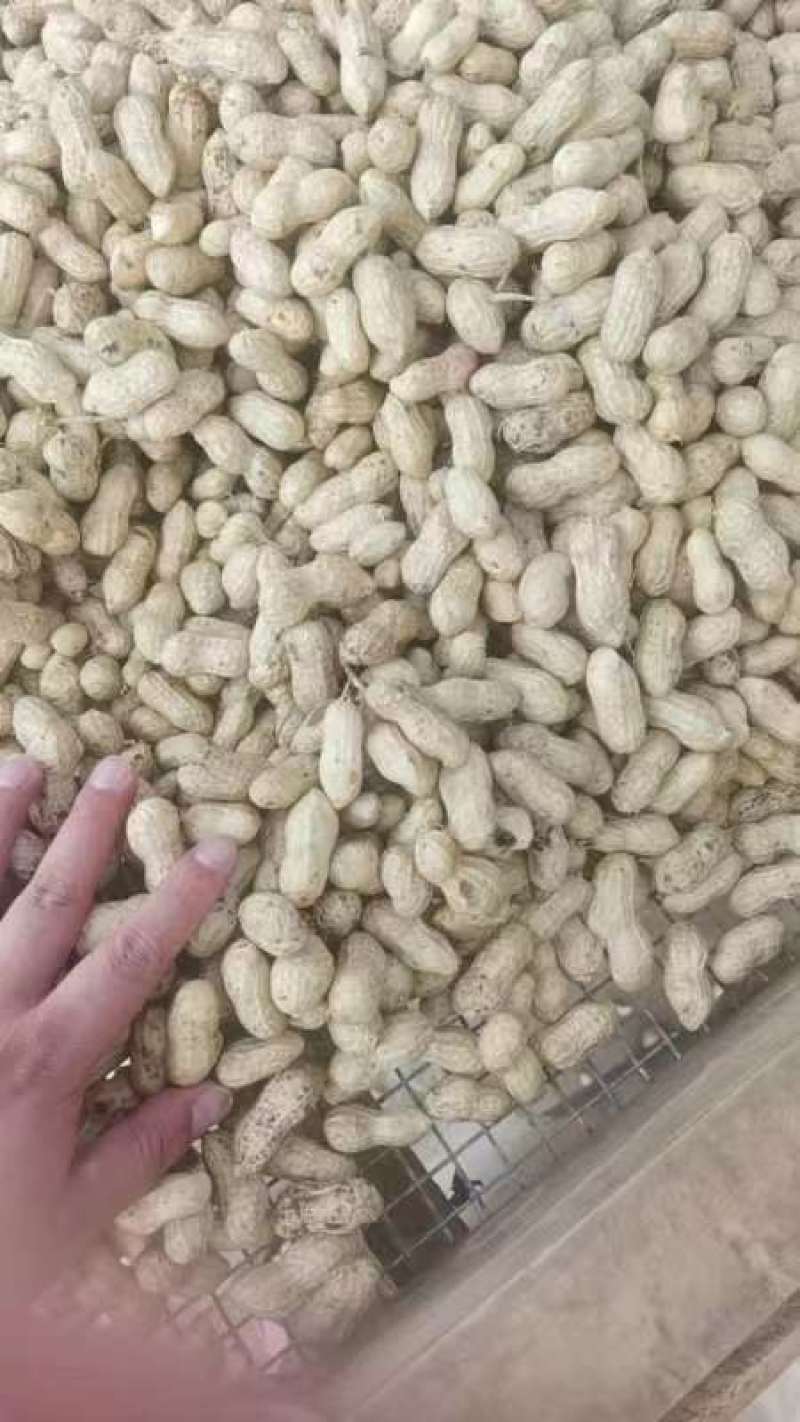 [新鲜花生]江苏沭阳鲜花生大白沙花生可视频看货