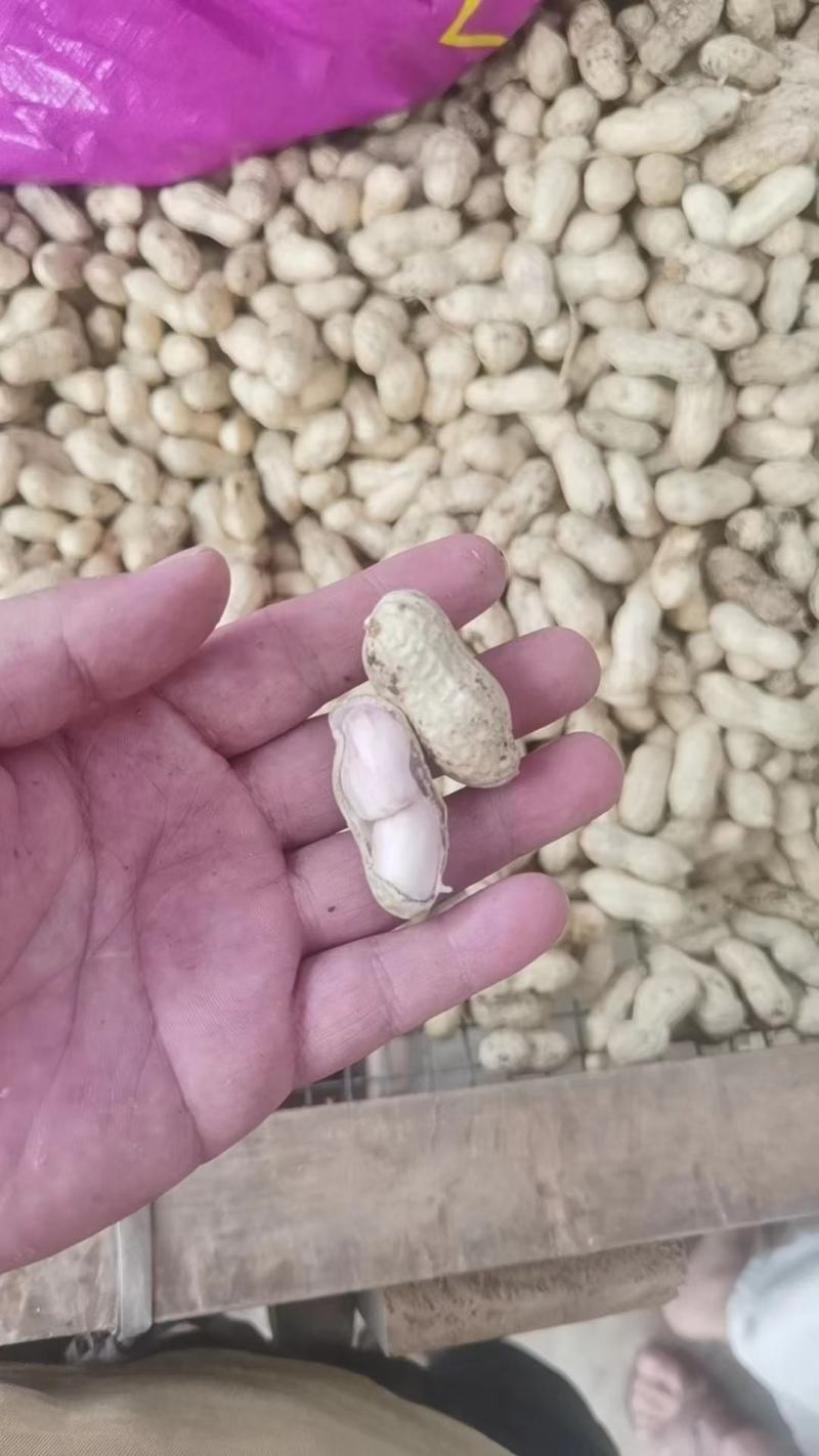 [新鲜花生]江苏沭阳鲜花生大白沙花生可视频看货