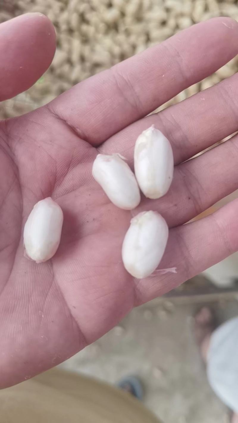 [新鲜花生]江苏沭阳鲜花生大白沙花生可视频看货