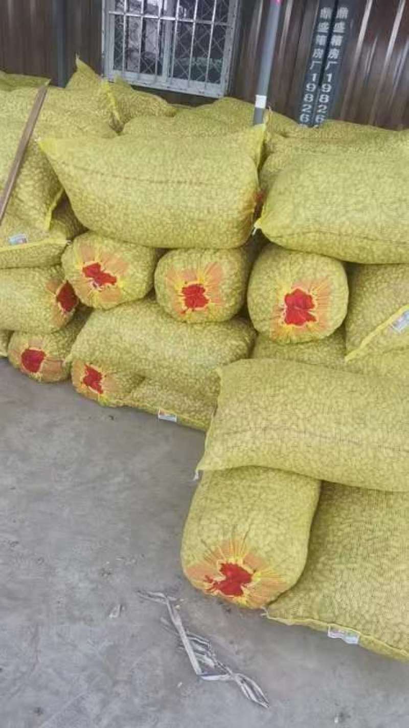 [新鲜花生]江苏沭阳鲜花生大白沙花生可视频看货
