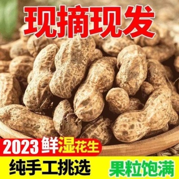 [新鲜花生]江苏沭阳鲜花生大白沙花生可视频看货