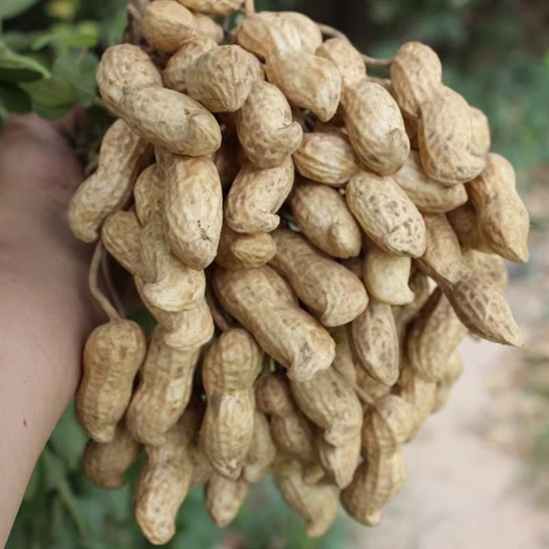 新鲜出土花生]精品江苏鲜花生颗粒饱满按需分拣人工选果