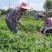 新鲜出土花生]精品江苏鲜花生颗粒饱满按需分拣人工选果