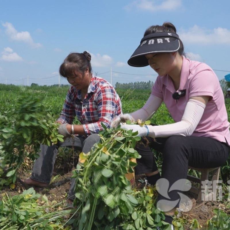 新鲜出土花生]精品江苏鲜花生颗粒饱满按需分拣人工选果