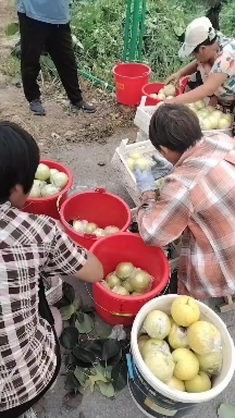 山东滨州阳信县皇冠梨，万亩梨园，品种多。果园直发。