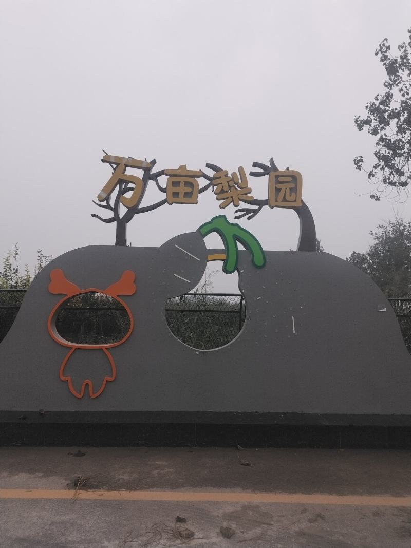 山东滨州阳信县皇冠梨，万亩梨园，品种多。果园直发。