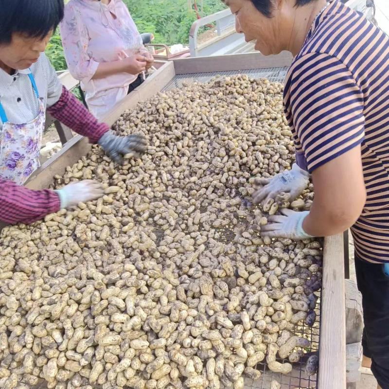 来电首单补贴]优选大果嫩花生鲜花生白沙黑土现挖选果