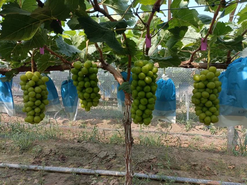 阳光玫瑰葡萄种植园冬季防护措施