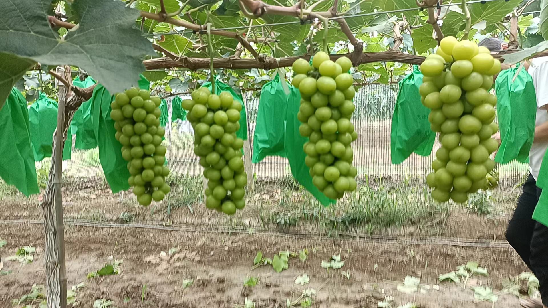 农民正在阳光下采摘阳光玫瑰葡萄,背景为绿色田园风光,体现自然与健康的主题 阳光玫瑰蔬果采摘场景