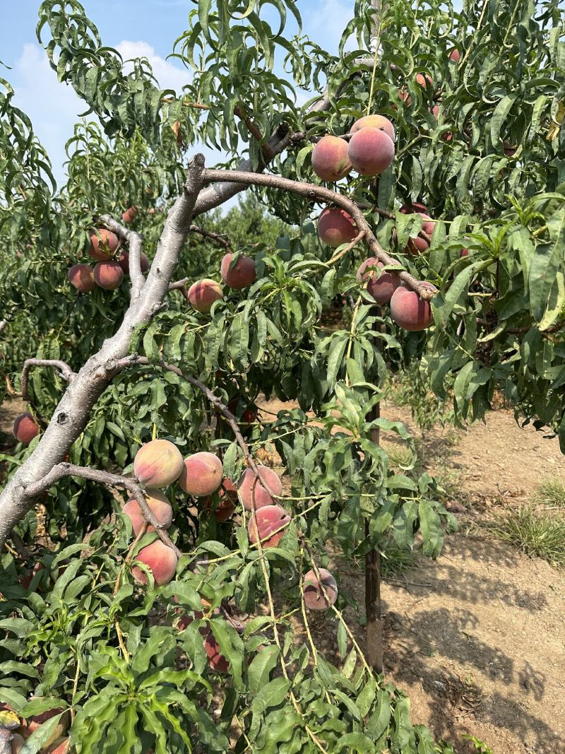 青州离核蜜桃全红蜜桃产地直发品质保障全国发货