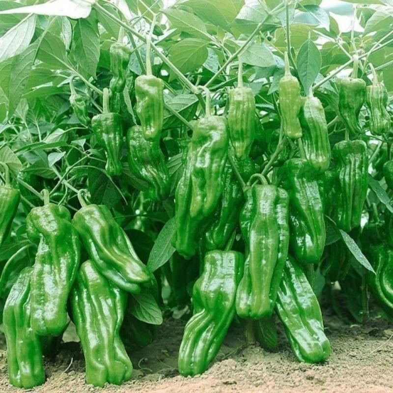 来电首单补贴]精品江苏薄皮椒芜湖椒鲜辣椒青椒品质
