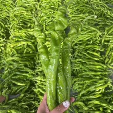 薄皮椒山东辣椒一手货源量大从优品质保证